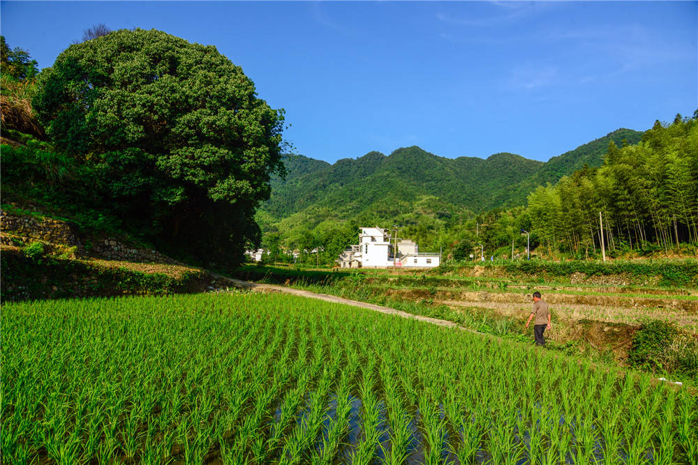 淺談畜禽糞便堆肥處理生產(chǎn)有機肥的工藝與設備